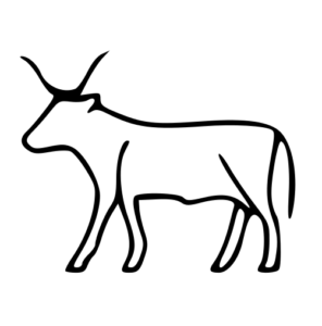 bull