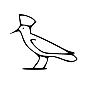 hoopoe