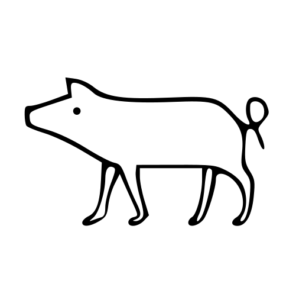 pig