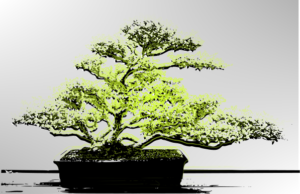 The art of Bonsai
