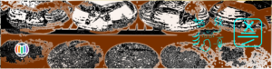 Bread – In the morning scents emanating from the oven…